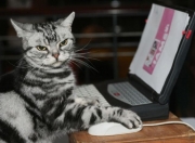 开云APP-骑士收割76人，西亚卡姆完成里程碑，一场定义赛季的战役