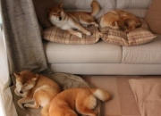 开云官网-牙买加稳稳拿下巴黎奥运门票，门迪成为关键先生