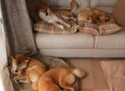 开云官网-牙买加稳稳拿下巴黎奥运门票，门迪成为关键先生